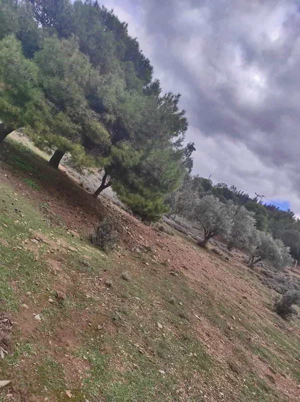 6,500 m² Land for Sale in Vari - Varkiza, Athens Southern suburbs — photo 4