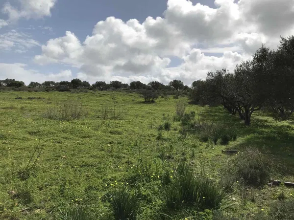 8,000 m² Plot for Sale in Kamilari, Faistos — photo 4