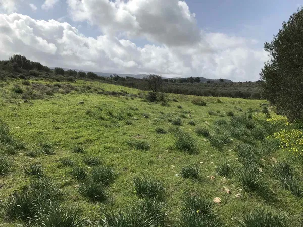 8,000 m² Plot for Sale in Kamilari, Faistos — photo 2