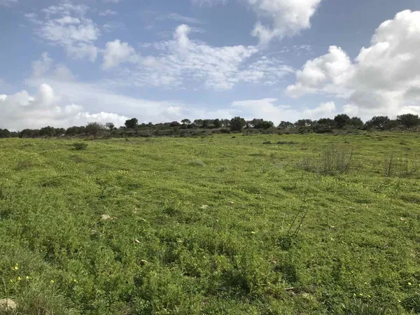 8,000 m² Plot for Sale in Kamilari, Faistos — photo 3