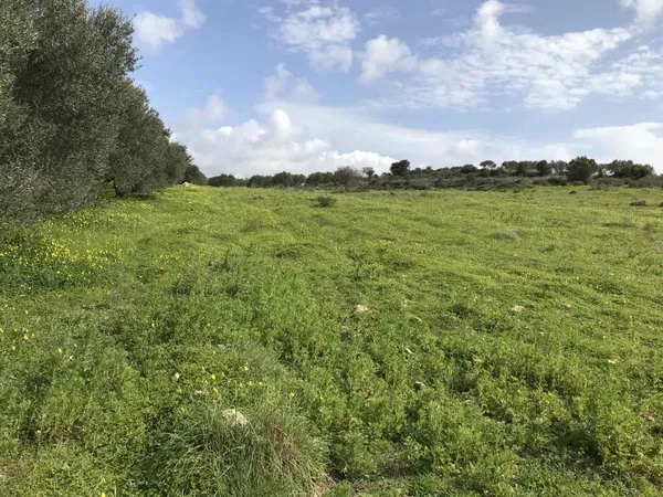 8,000 m² Plot for Sale in Kamilari, Faistos