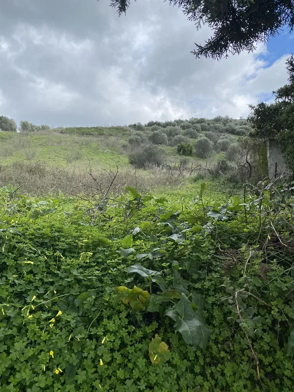 3,500 m² Plot of Land for Sale in Heraklion — photo 4