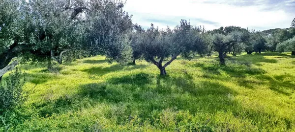10,000 m² Plot for Sale in Gouves, Hersonissos — photo 4