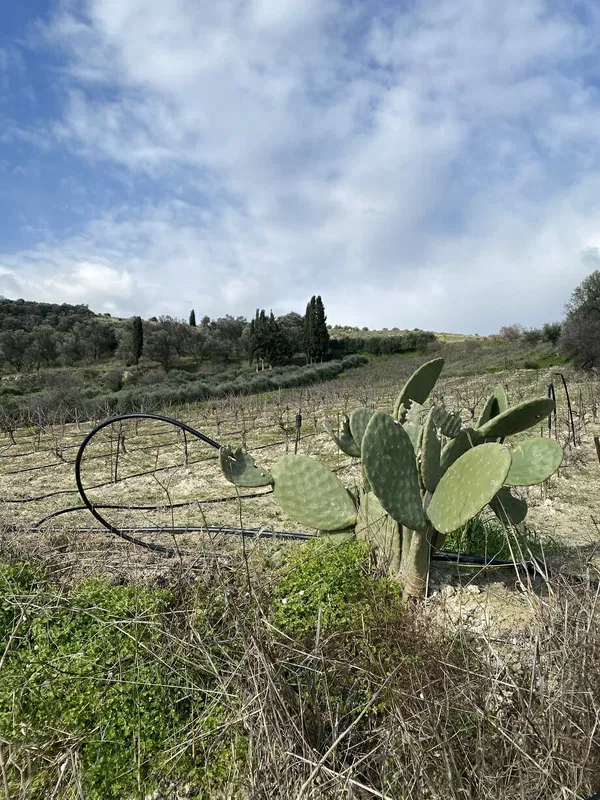 4,250 m² Plot of Land for Sale in Heraklion — photo 3