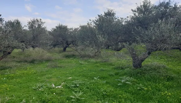 354 m² Land for Sale in Falasarna, Kissamos — photo 2