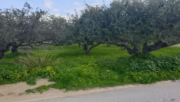 354 m² Land for Sale in Falasarna, Kissamos — photo 4