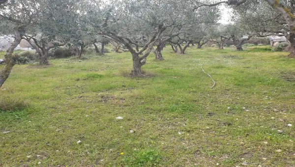 Sea-View 5,500 m² Plot of Land for Sale in Falasarna, Kissamos — photo 4