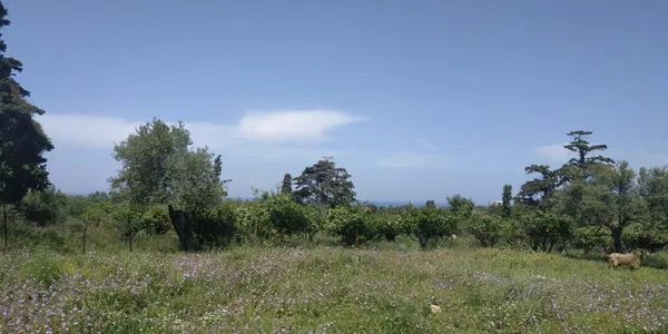 Sea-View 5,700 m² Land for Sale in Kontomari, Platanias — photo 3