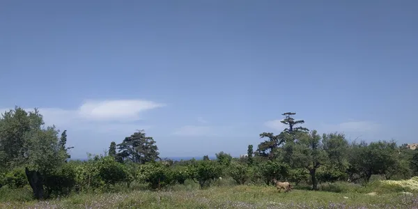 Sea-View 5,700 m² Land for Sale in Kontomari, Platanias