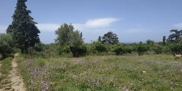 Sea-View 5,700 m² Land for Sale in Kontomari, Platanias — photo 2