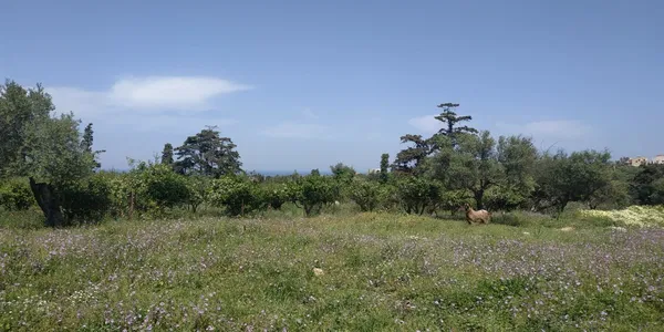 Sea-View 5,700 m² Land for Sale in Kontomari, Platanias — photo 4