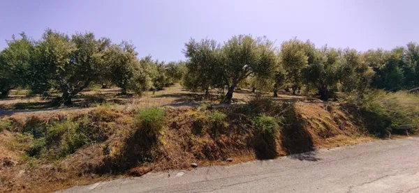 Seafront 20,660 m² Land for Sale in Darmarochori, Platanias — photo 5