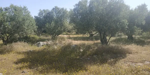 Sea-View 6,500 m² Plot for Sale in Chordaki, Akrotiri — photo 5