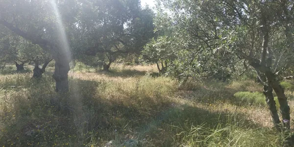 Sea-View 6,500 m² Plot for Sale in Chordaki, Akrotiri — photo 4