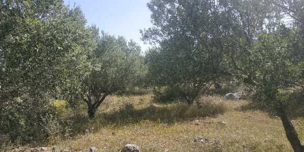 Sea-View 6,500 m² Plot for Sale in Chordaki, Akrotiri — photo 3