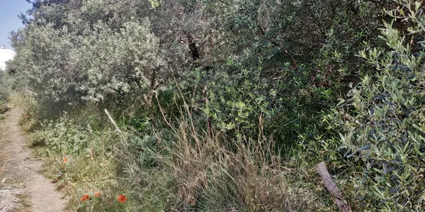 800 m² Plot for Sale in Chalepa, Chania — photo 2