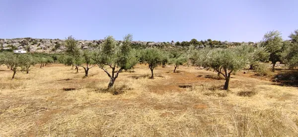5,803 m² Plot for Sale in Argoulides, Akrotiri — photo 3