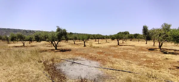 5,803 m² Plot for Sale in Argoulides, Akrotiri — photo 4