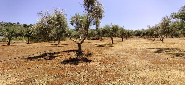 5,803 m² Plot for Sale in Argoulides, Akrotiri — photo 5