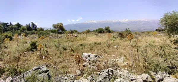 Seafront 9,800 m² Land for Sale in Vamos, Apokoronas — photo 4