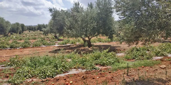 Seafront 5,022 m² Land for Sale in Stavros, Akrotiri — photo 2