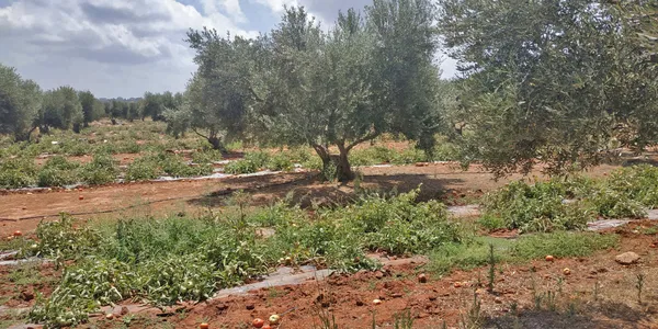 Seafront 5,022 m² Land for Sale in Stavros, Akrotiri — photo 5