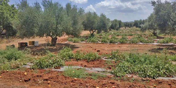 Seafront 5,022 m² Land for Sale in Stavros, Akrotiri — photo 4