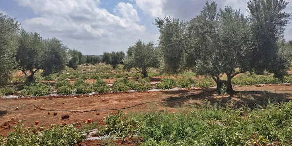 Seafront 5,022 m² Land for Sale in Stavros, Akrotiri — photo 3