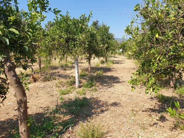 2,200 m² Plot of Land for Sale in Alikianos, Platanias — photo 4