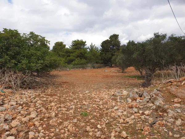 1,450 m² Land for Sale in Sternes, Akrotiri — photo 4