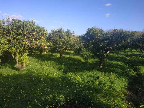 5,600 m² Plot for Sale in Vamvakopoulo, Chania — photo 3