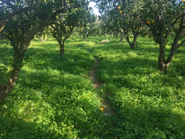 5,600 m² Plot for Sale in Vamvakopoulo, Chania — photo 2