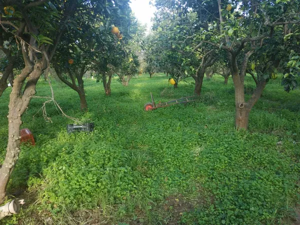 5,600 m² Plot for Sale in Vamvakopoulo, Chania — photo 4