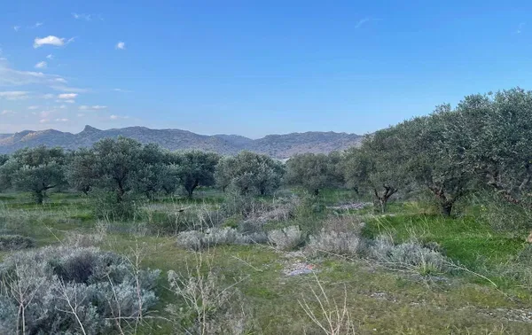 21,752 m² Plot of Land for Sale in Chordaki, Akrotiri — photo 5