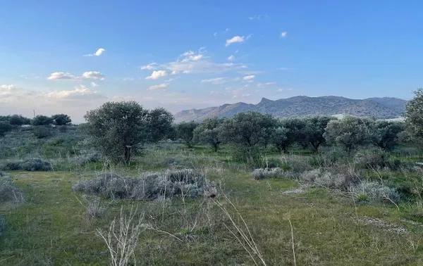 21,752 m² Plot of Land for Sale in Chordaki, Akrotiri — photo 4