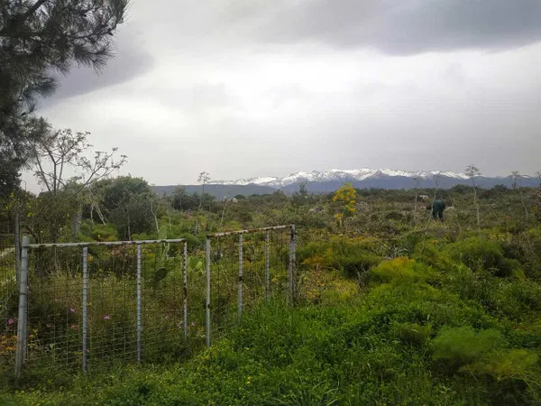 4,186 m² Land for Sale in Korakies, Akrotiri — photo 4