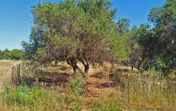 5,000 m² Plot of Land for Sale in Kathiana, Akrotiri — photo 2