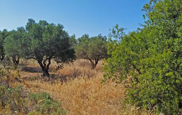 5,000 m² Plot of Land for Sale in Kathiana, Akrotiri — photo 5