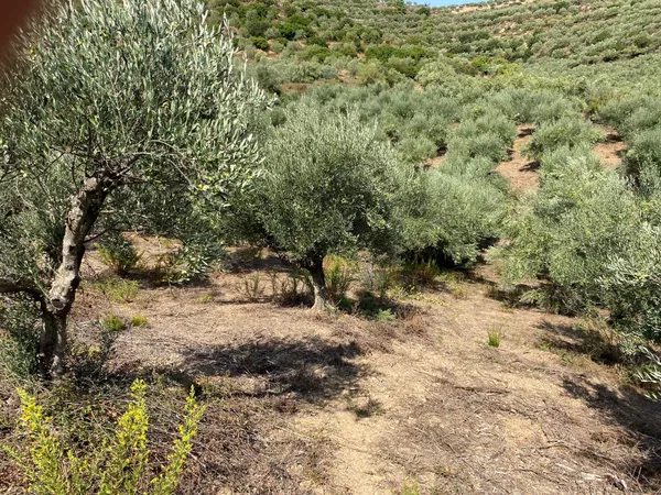 110,000 m² Plot for Sale in Platanias, Chania — photo 5