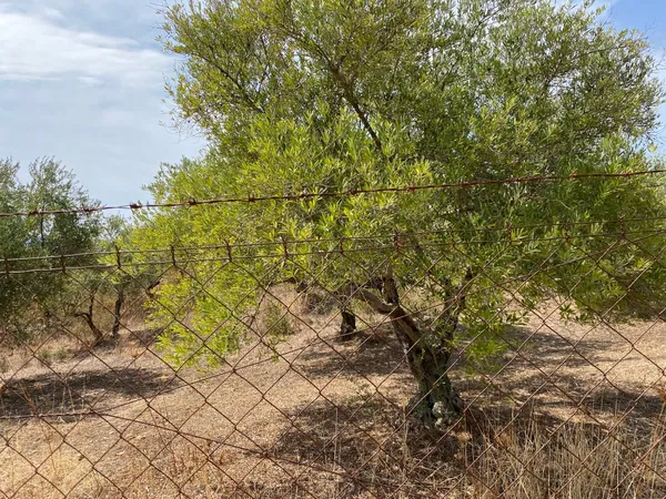 110,000 m² Plot for Sale in Platanias, Chania — photo 4