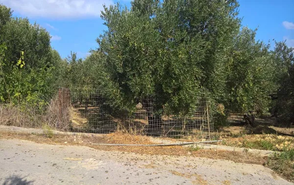 730 m² Land for Sale in Spilia, Platanias — photo 4