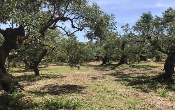 730 m² Land for Sale in Spilia, Platanias — photo 3