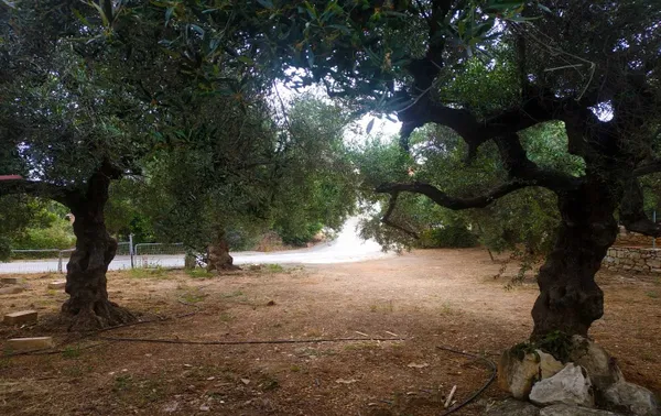 731 m² Plot of Land for Sale in Agia Marina, Chania — photo 2