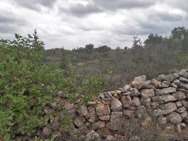 10,100 m² Land for Sale in Aroni, Akrotiri — photo 5