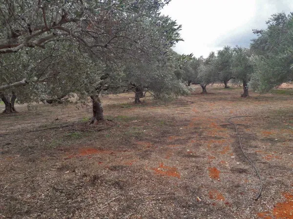 10,100 m² Land for Sale in Aroni, Akrotiri — photo 4