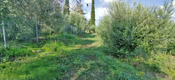 2,733 m² Plot of Land for Sale in Kyparissos, Platanias — photo 5