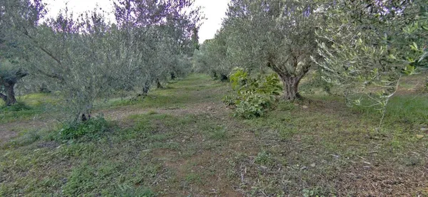 2,733 m² Plot of Land for Sale in Kyparissos, Platanias — photo 4