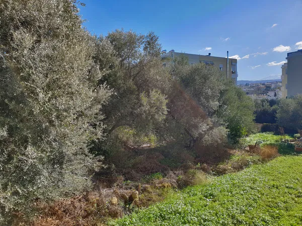 1,100 m² Plot for Sale in Chalepa, Chania — photo 3