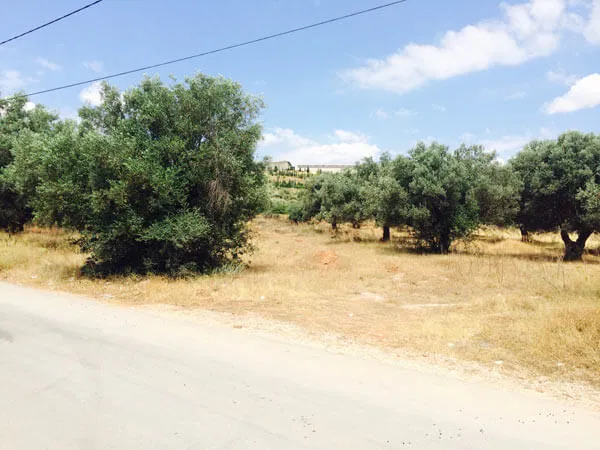 20,734 m² Land for Sale in Markopoulo, Attica — photo 2