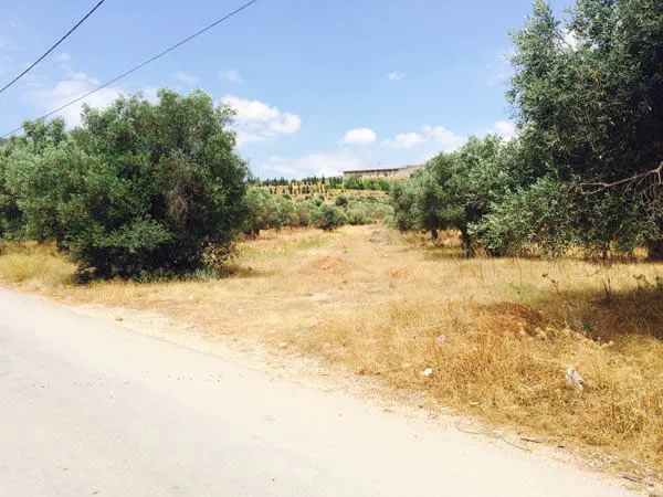 11,280 m² Plot of Land for Sale in Markopoulo, Attica — photo 3